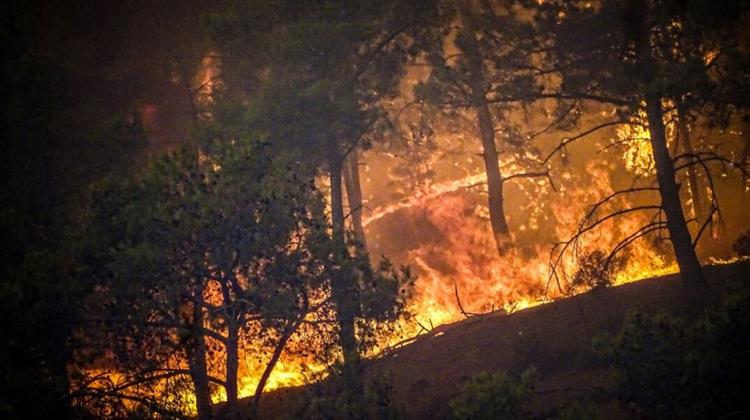 Μια Ισχυρή Δασική Υπηρεσία