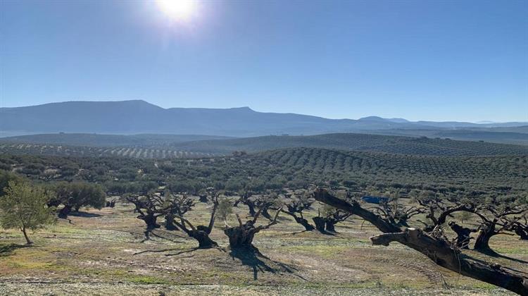 Ο Καύσωνας «Καίει» την Αγροτική Παραγωγή στις Χώρες της Μεσογείου