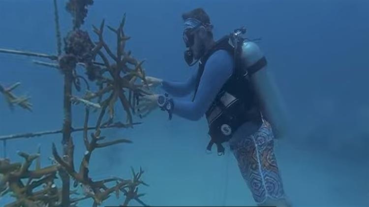 Εθελοντές Aγωνίζονται να Σώσουν τα Κοράλλια της Φλόριντα από το Πρωτοφανές Κύμα Καύσωνα (Video)