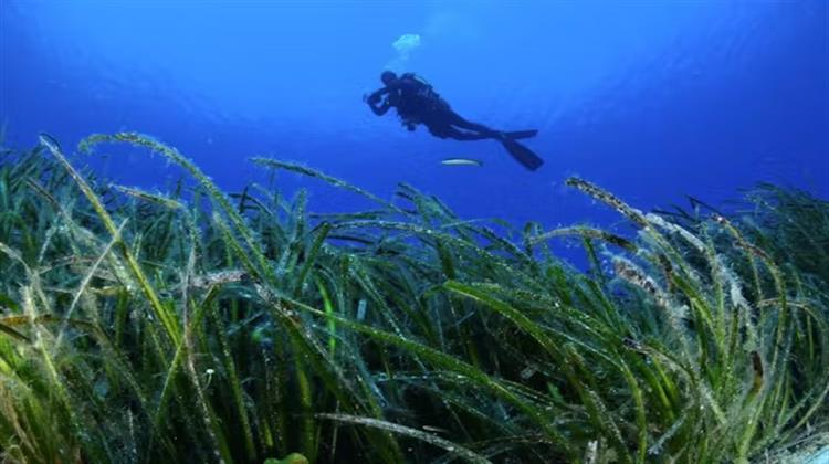 WWF Ελλάς, ΕΛΚΕΘΕ και CycladesPreservationFund μαζί για να Προστατεύσουν τα Λιβάδια Ποσειδωνίας