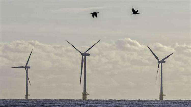 Η ScotWind, Ολοκληρώνει Διετή Έρευνα για τις Πτήσεις Πτηνών στη Βόρεια Θάλασσα