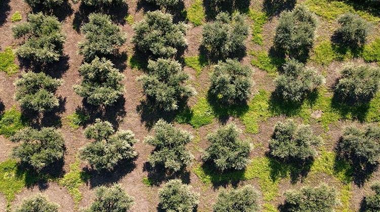 Ιταλία: Οι Νεοφυείς Επιχειρήσεις που Αναβιώνουν Εγκαταλειμμένους Ελαιώνες στην Ιταλία