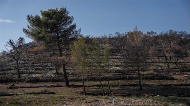 ΤΕΡΝΑ: 1 Εκατ. τα Αντιδιαβρωτικά Έργα στις Καμμένες Εκτάσεις στη Μάνδρα Αττικής