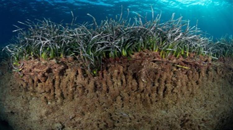 Κοινή Πλατφόρμα για Ανταλλαγή Γνώσης σχετική με τα Οικοσυστήματα του Μπλε Άνθρακα της Ευρώπης