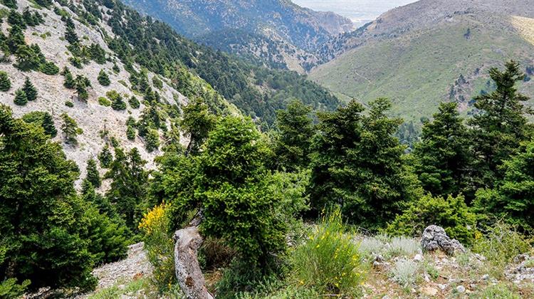 Σκυλακάκης: Υπογραφή Πέντε Συμβάσεων για το Εθνικό Σχέδιο Αναδάσωσης Συνολικού Ύψους 52,10 Εκατ. Ευρώ