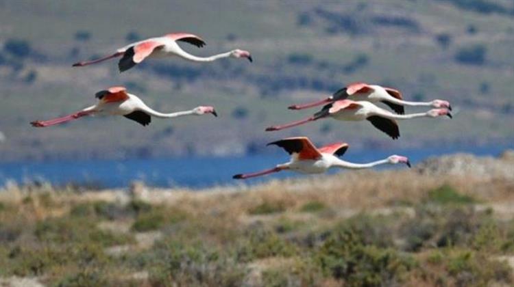Λέσβος: Παγκόσμια Ημέρα Περιβάλλοντος, με Παρατήρηση των Πουλιών στους Υγρότοπους