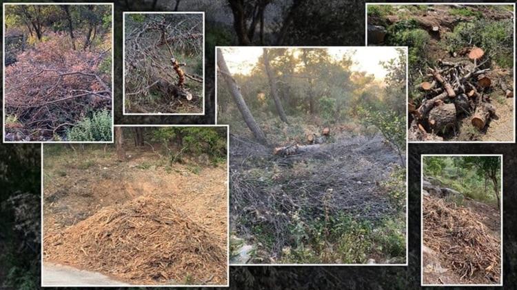 Επιστολή της Π.Φ.Π.Ο στους αρμόδιους φορείς για τις εργασίες κοπής δέντρων στον Υμηττό