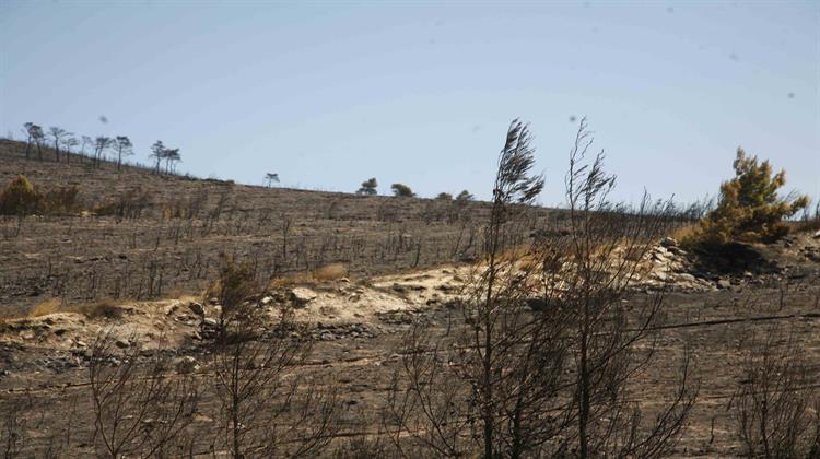 ΕΚΠΑ: Έρευνα για τις Συνέπειες των Πυρκαγιών στη Βιοποικιλότητα της Πεντέλης