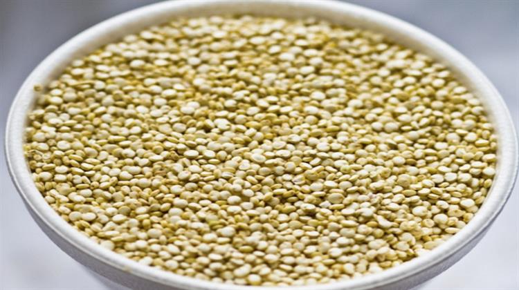 Επιδοτήσεις σε Βαμβάκι (31€/στρ), Τομάτα (70€/στρ) και Κινόα (42€/στρ) για Μείωση Αποτυπώματος Άνθρακα