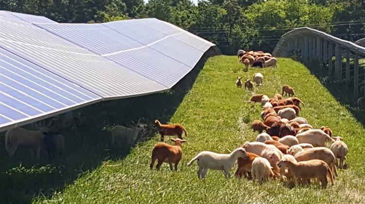 Ην. Βασίλειο -Χιλιάδες Πρόβατα για Βοσκή σε Ηλιακό Πάρκο 1 GW