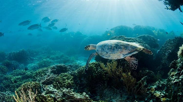 Greenpeace - Η Ελλάδα Επικύρωσε την Παγκόσμια Συνθήκη για τους Ωκεανούς!
