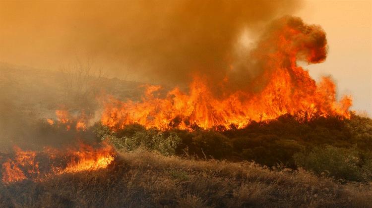 Οι Άγραφες Σελίδες της Σωτηρίας των Δασών