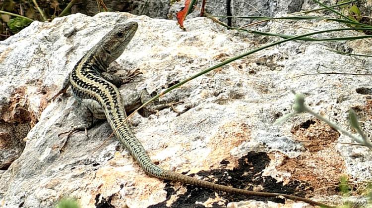 ΟΦΥΠΕΚΑ: Ανακάλυψη για Νέο Είδος Σαύρας στην Ελλάδα