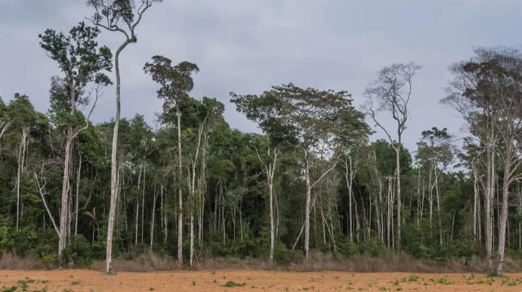 Greenpeace- Δημοσκόπηση: 9 στους 10 Πιστεύουν ότι η Προστασία των Δασών είναι Κρίσιμη