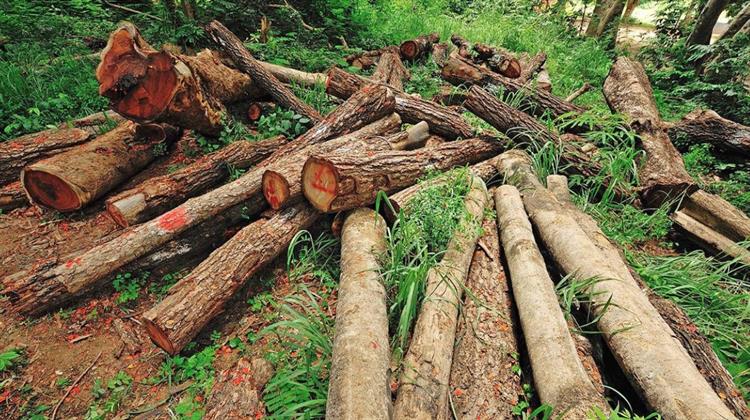 FAO: Αν και Επιβραδύνεται, Παραμένει Υπερβολικά Υψηλός ο Ρυθμός Αποψίλωσης των Δασών