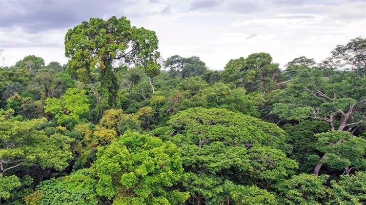 Το Βερολίνο Υπόσχεται €1 δισ. στην Πρωτοβουλία της Βραζιλίας για Προστασία Τροπικών Δασών