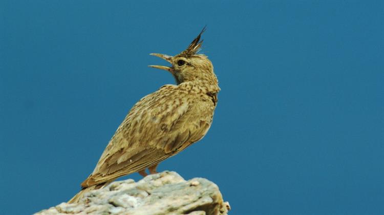 WWF Ελλάς: Η Πρώτη Ολοκληρωμένη Έρευνα για το Παράνομο Εμπόριο Άγριων Ειδών Ζώων στην Ελλάδα