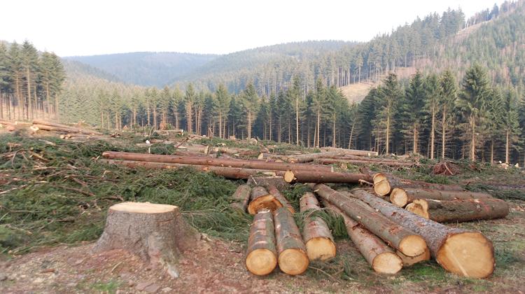EU Countries Approve Year-Long Delay to Deforestation Law