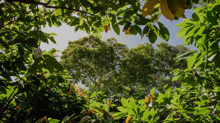 ΕΕ: Αναβάλλεται για Ένα Χρόνο η Υιοθέτηση της Νομοθεσίας για την Αποψίλωση Δασών