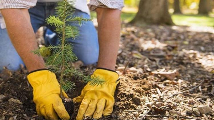 ΦΩΤΟΚΥΚΛΩΣΗ: 250 Nέα Δέντρα Φυτεύονται Μέσα από Δράση Ανακύκλωσης