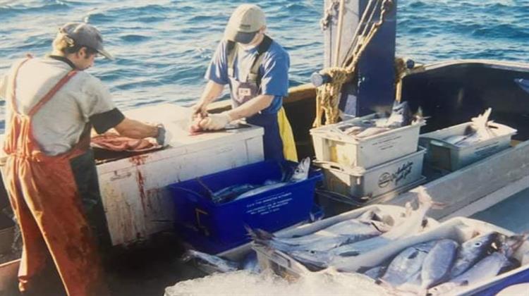 Μελέτη: Η Υπερθέρμανση των Ωκεανών Ασκεί «Συνεχή Αρνητική Πίεση» στους Πληθυσμούς των Ψαριών