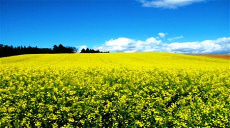 Copa-Cogeca Αντίθετες στα Όρια που Θέτει η Κομισιόν στην Καλλιέργεια Βιοκαυσίμων