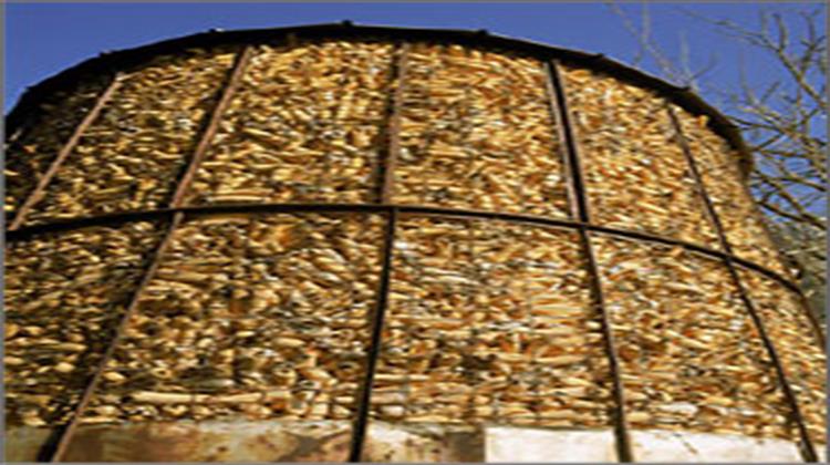 Μολυσμένο με Τοξικές, Καρκινογόνες Ουσίες το Σερβικό Καλαμπόκι