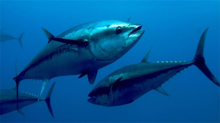 Η Κομισιόν Στηρίζει τη Βιώσιμη Διαχείριση της Αλιείας Τόνου το 2013