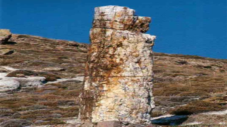 Νέα Ευρήματα στο Απολιθωμένο Δάσος Λέσβου