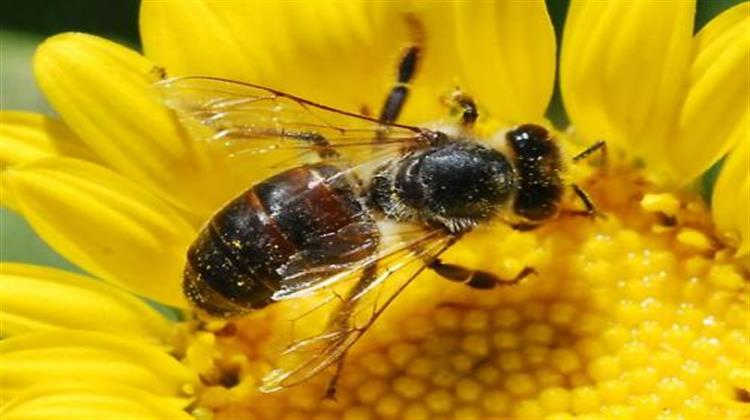 Greenpeace: Η Bayer Σκοτώνει τις Μέλισσες