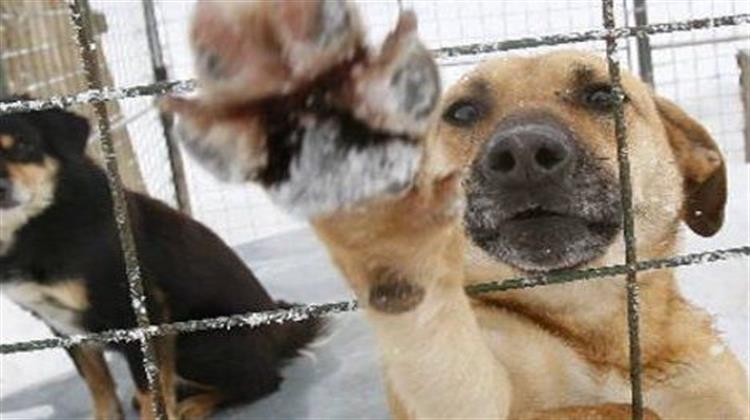 Κτηνιατροδικαστική - Το CSI των Κακοποιημένων Ζώων στο Πανεπιστήμιο Θεσσαλίας