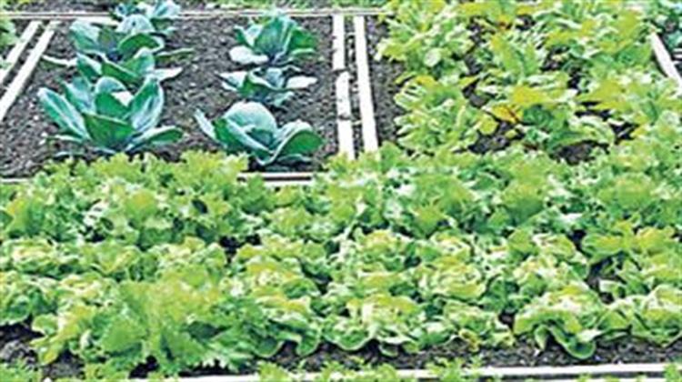 Πρόθυμο το 62% των Πολιτών να Γίνει «Κηπουρός στην Πόλη»