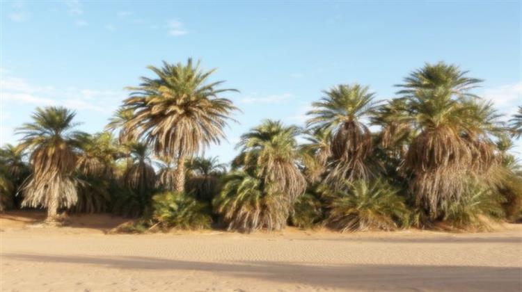 Εξαφανίζονται τα Φοινικόδεντρα στην Κύπρο;