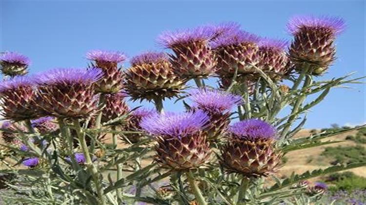 Φθηνό Bιοκαύσιμο Aπό την... Aγριαγκινάρα