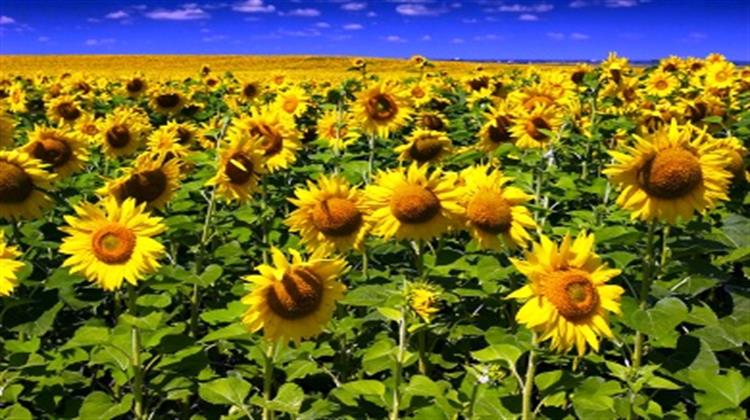 Για Μη Απορρόφηση της Φετινής Σοδειάς Ηλίανθου Μιλούν οι Βιομηχανίες Βιοντίζελ (VIDEO)