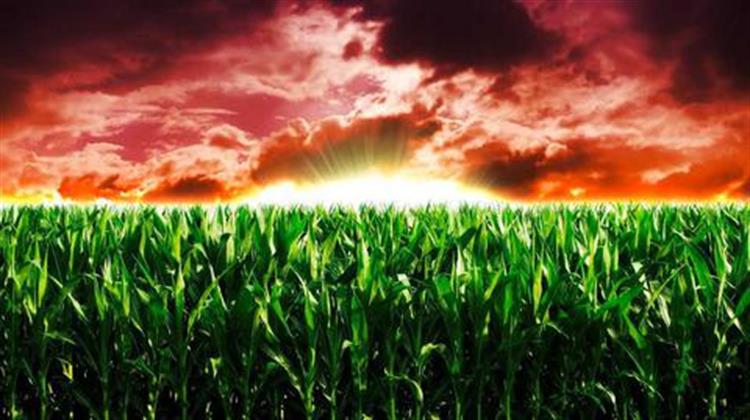 Ελληνικό «Μπλόκο» στην Καλλιέργεια Καλαμποκιού... Φρανκεστάιν