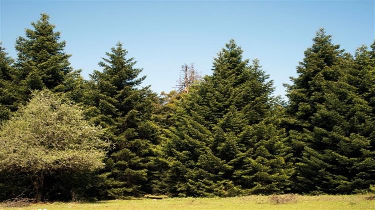 Παράταση Προθεσμίας για τις Δηλώσεις Κτηματογράφησης στην Πάρνηθα