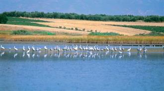 Η Βιστωνίδα στο Σταυροδρόμι της Επιβίωσης