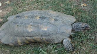 Η Άγρια Ζωή Επιβιώνει και στην Αθήνα