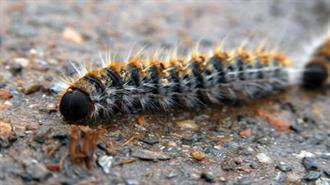 Αύξηση Πληθυσμών της Κάμπιας Φέτος