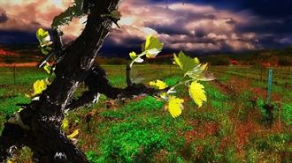 Κτήμα Μπριντζίκη: Το Πρώτο «Πράσινο» Οινοποιείο – Λειτουργεί με Φωτοβολταϊκά και Γεωθερμία