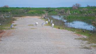 H Ε.Ε. Πιέζει για την Προστασία Υγρότοπου στον Κορινό