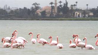 Φωτοβολταϊκό Πάρκο στις Αλυκές Λάρνακας