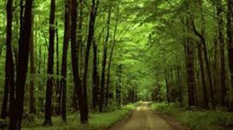 ΥΠΕΝ: Δημόσια Διαβούλευση για την Κωδικοποίηση της Δασικής Νομοθεσίας