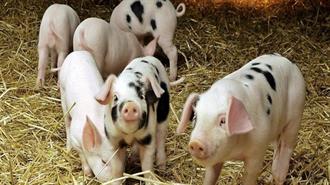 Κύπρος: Ζωικά Απόβλητα σε Δύο Κτηνοτροφικές Μονάδες Γίνονται Καθαρή Ενέργεια