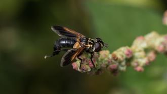 «Εισαγόμενα» Έντομα Απειλούν τη Βιοποικιλότητα