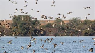 Ανησυχητική η Μείωση των Πληθυσμών Υδρόβιων Πουλιών στη Μεσόγειο