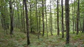 H Συνεισφορά των Ελληνικών Δασών στην Μείωση της Κλιματικής Αλλαγής