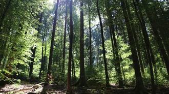 Η Kαταστροφή των Δασών στη Γερμανία Χειρότερη από τις Αρχικές Προβλέψεις