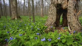 Οι Αρχές της Πολωνίας Επιτρέπουν στους Πολίτες τη Συλλογή Δασικής Ξυλείας για Θέρμανση Ενώ οι Τιμές Ενέργειας Καλπάζουν